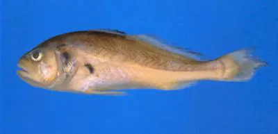 South American silver croaker (Plagioscion squamosissimus)