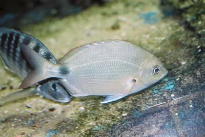 South American silver porgy (Diplodus argenteus argenteus)