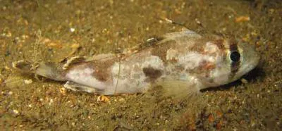 South Australian cobbler (Gymnapistes marmoratus)
