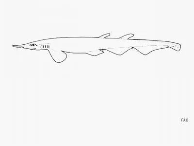 South China catshark (Apristurus sinensis)