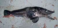 South Georgia icefish (Pseudochaenichthys georgianus)