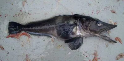 South Georgia icefish (Pseudochaenichthys georgianus)
