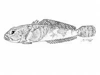 South Georgia spiny plunderfish (Harpagifer georgianus)