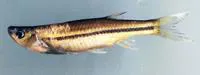 South Indian flying barb (Esomus barbatus)