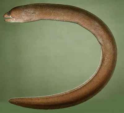 South Pacific moray (Gymnothorax australicola)