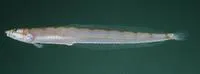 South Pacific Sandburrower (Crystallodytes cookei)