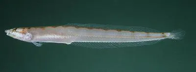 South Pacific Sandburrower (Crystallodytes cookei)