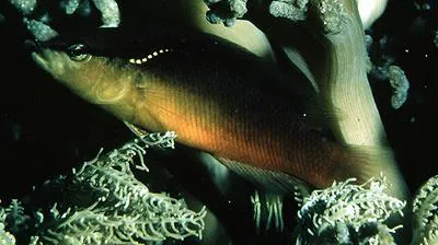 Southeast Asian blackstripe dottyback (Pseudochromis perspicillatus)