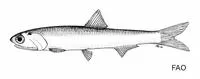 Southern African anchovy (Engraulis capensis)