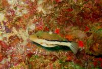 Southern Atlantic sharpnose-puffer (Canthigaster figueiredoi)