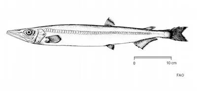 Southern barracudina (Magnisudis prionosa)