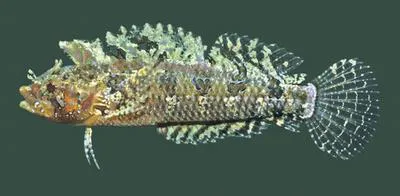 Southern barred triplefin (Brachynectes fasciatus)