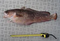 Southern bastard codling (Pseudophycis barbata)