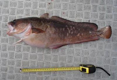 Southern bastard codling (Pseudophycis barbata)