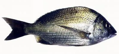 Southern black bream (Acanthopagrus butcheri)