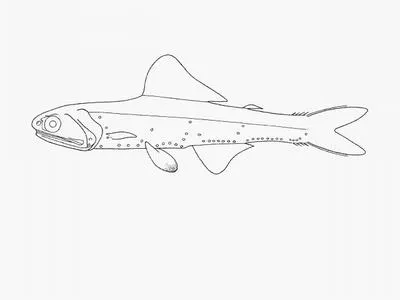 Southern blacktip lanternfish (Gymnoscopelus piabilis)