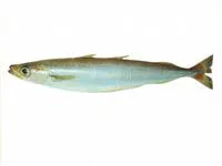Southern blue whiting (Micromesistius australis)