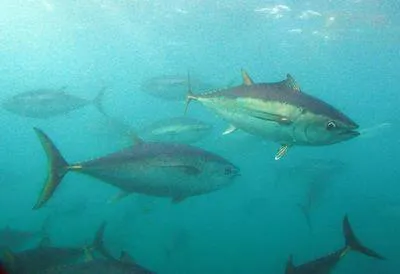 Southern bluefin tuna (Thunnus maccoyii)