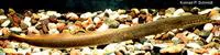 Southern brook lamprey (Ichthyomyzon gagei)