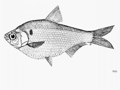 Southern Burmese river gizzard shad (Gonialosa whiteheadi)