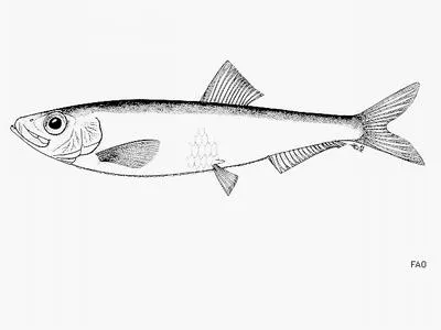 Southern Caspian sprat (Clupeonella grimmi)