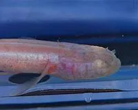 Southern cavefish (Typhlichthys subterraneus)