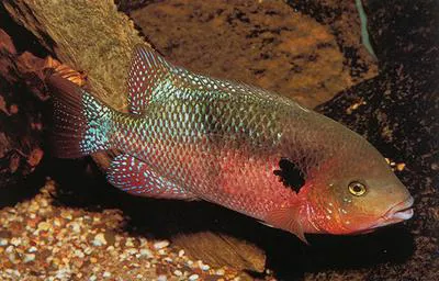 Southern checkmark cichlid (Theraps godmanni)