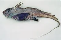 Southern chimaera (Chimaera fulva)