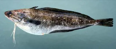 Southern codling (Urophycis floridana)