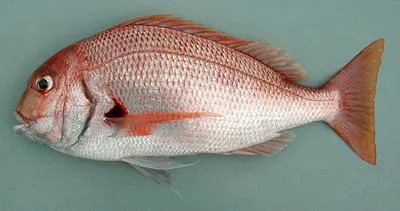 Southern common seabream (Pagrus africanus)