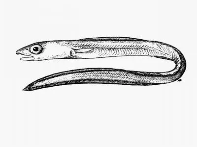 Southern conger (Gnathophis capensis)
