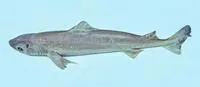 Southern dogfish (Centrophorus zeehaani)