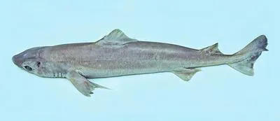 Southern dogfish (Centrophorus zeehaani)