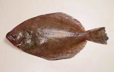 Southern flounder (Paralichthys lethostigma)