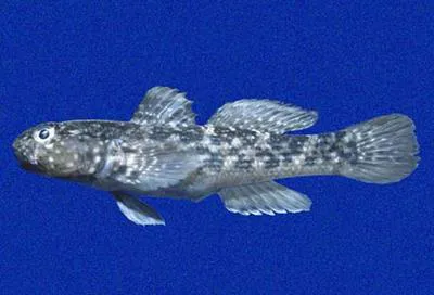 Southern frillfin (Bathygobius lineatus)
