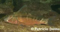 Southern goatfish (Upeneichthys vlamingii)