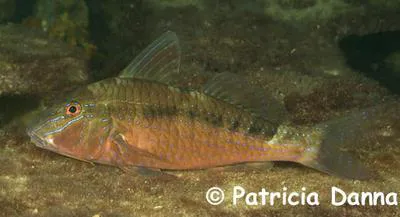 Southern goatfish (Upeneichthys vlamingii)
