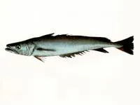 Southern hake (Merluccius australis)