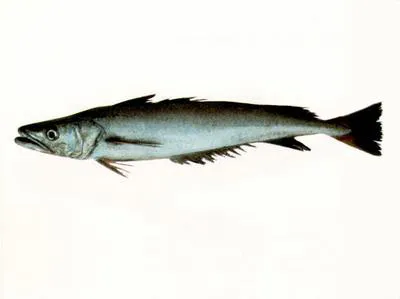 Southern hake (Merluccius australis)