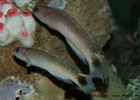 Southern hulafish (Trachinops caudimaculatus)