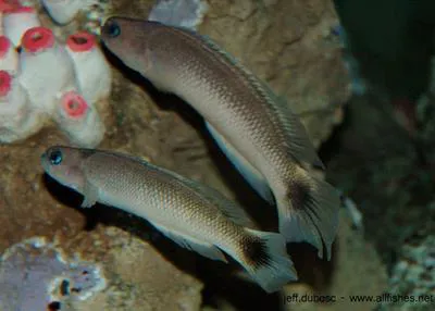 Southern hulafish (Trachinops caudimaculatus)