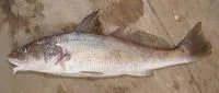 Southern kingcroaker (Menticirrhus americanus)
