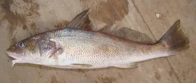 Southern kingcroaker (Menticirrhus americanus)