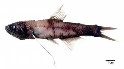 Southern lanternfish (Lampanyctus australis)