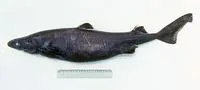 Southern lanternshark (Etmopterus granulosus)