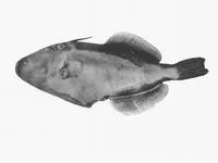 Southern leatherjacket (Meuschenia australis)