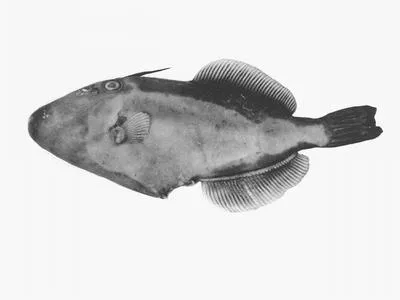 Southern leatherjacket (Meuschenia australis)