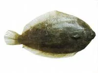 Southern lemon sole (Pelotretis flavilatus)