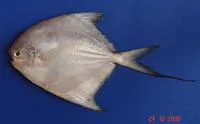 Southern lesser pomfret (Pampus minor)