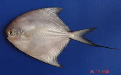 Southern lesser pomfret (Pampus minor)